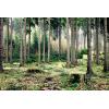 forest.jpg